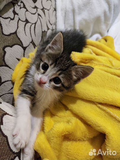 Котёнок Мята бесплатно