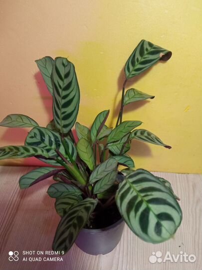 Комнатные растения