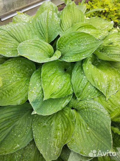 Хоста, медуница