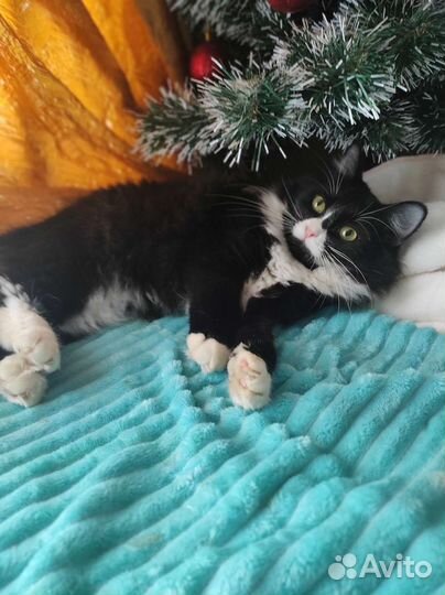 Маркиз в добрые руки)