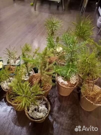 Живой подарок к празднику Кедр иЕлка Сосна