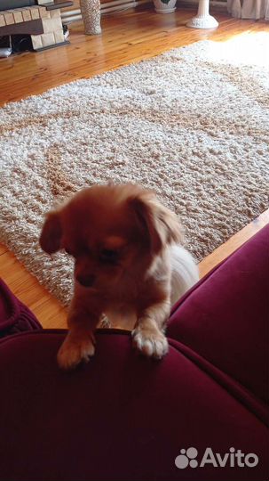 Тибетский спаниель