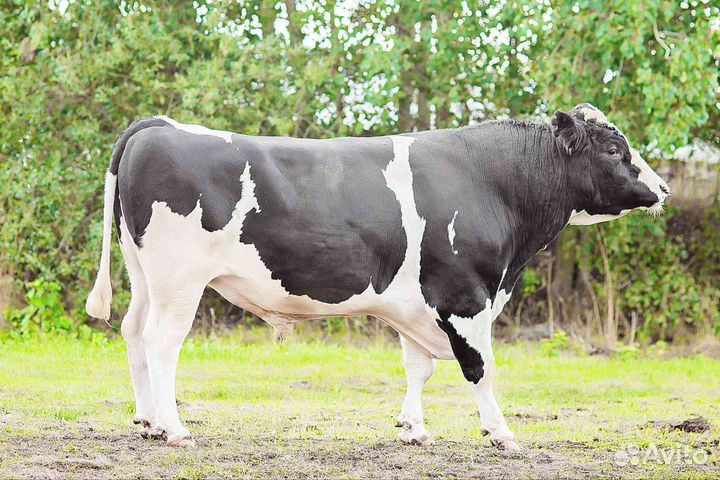 Бычки телята телочки мясного направления