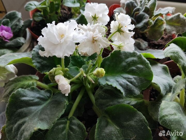 Детки сортовых фиалок