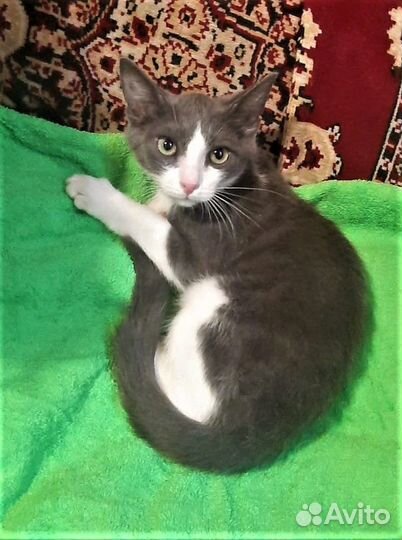 Разноцветные котята в ответственные руки