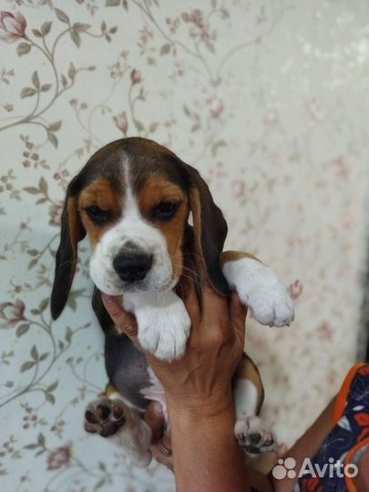 Щенки бигль