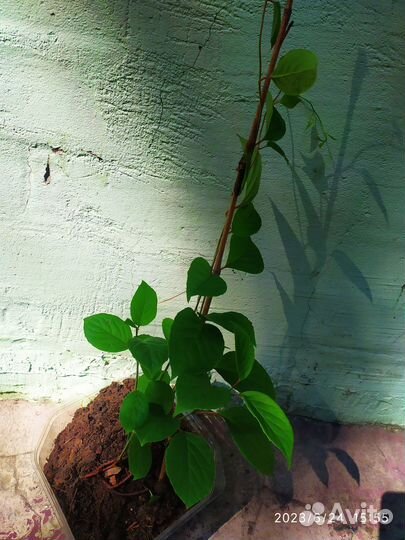 Лимонник саженцы