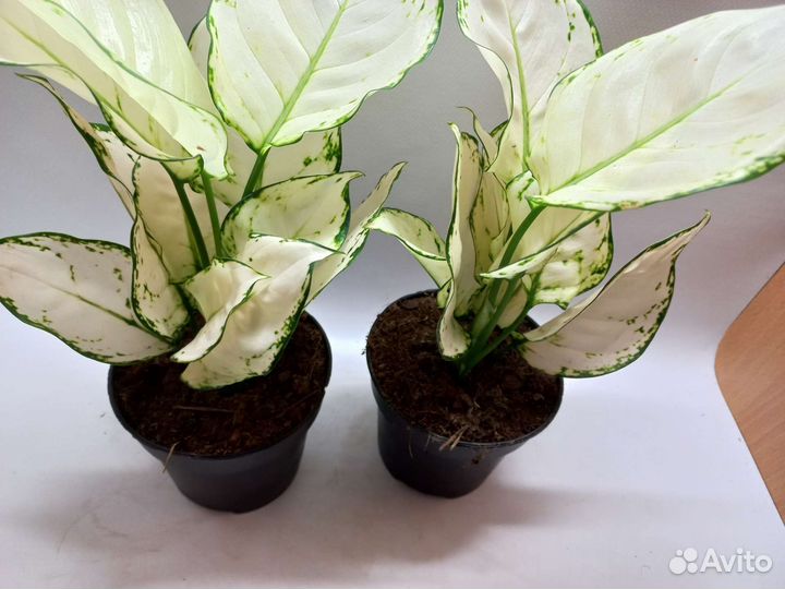 Аглаонема super white