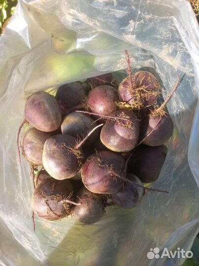 Свекла оптом