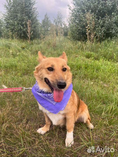 Собака из приюта в добрые руки