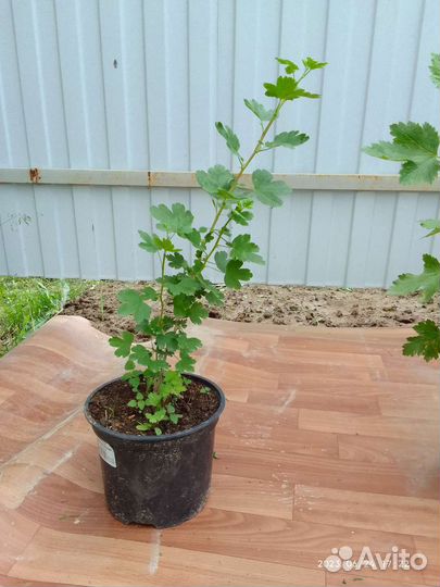 Смородина, малина