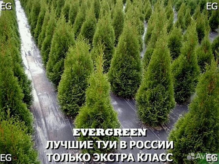 Туя из питомника