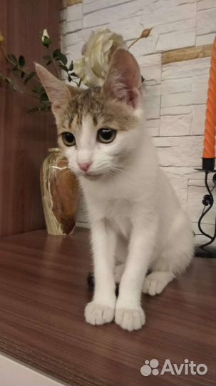 Кошка,котенок,девочка