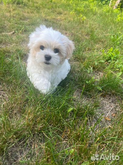 Мальтийская болонка девочка