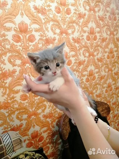 Куку я здесь