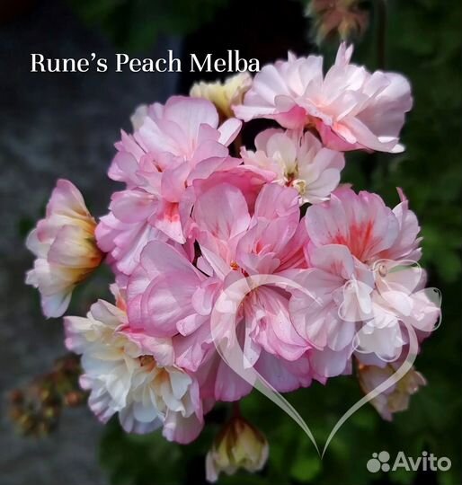 Пеларгония ди Краса России,та-Парижанка и др