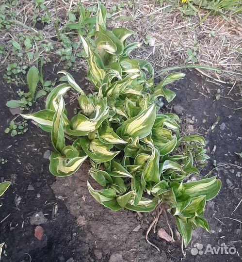 Хоста разные виды