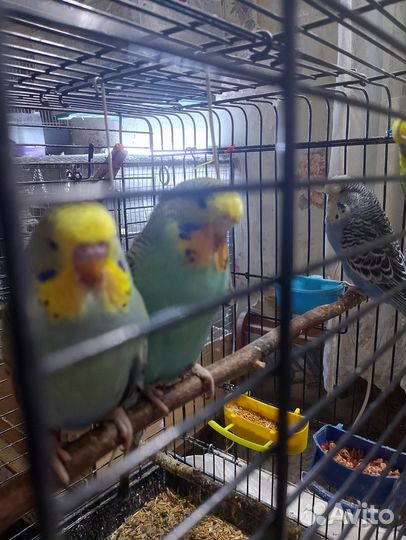 Птенцы волнистых попугайчиков. И ввп чехи