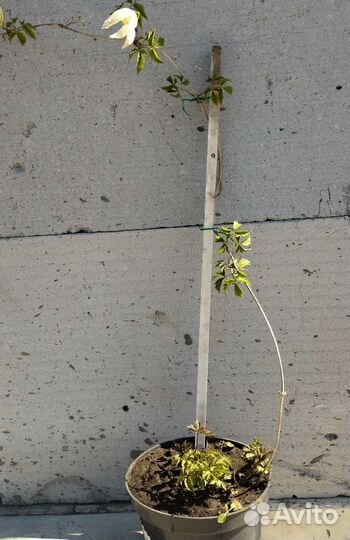 Клематис княжик саженец