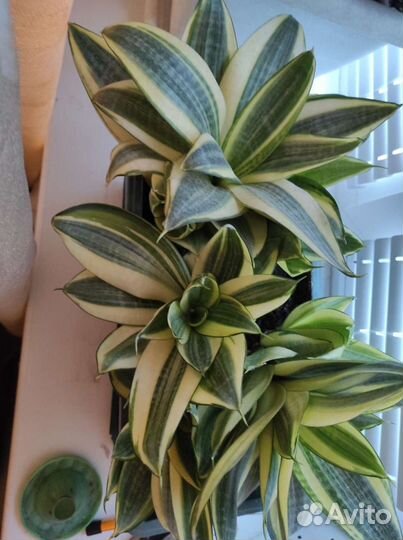 Сансивиерии Пиквикула,хавортии