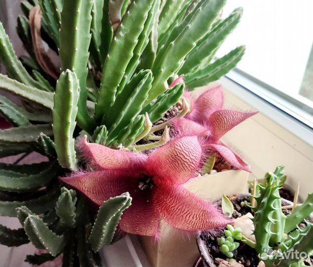 Стапелия крупноцветковая Stapelia grandiflora