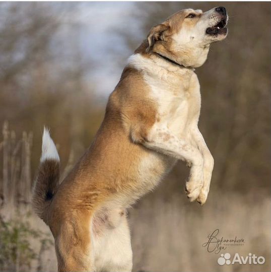 Большой и добрый пес