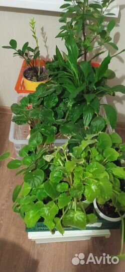 Комнатные цветы