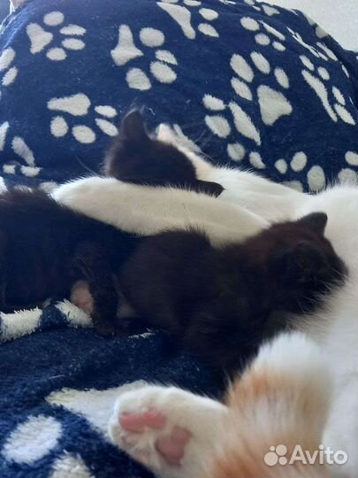 Котята в добрые руки бесплатно