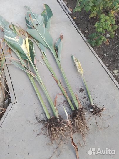 Канны Штутгарте