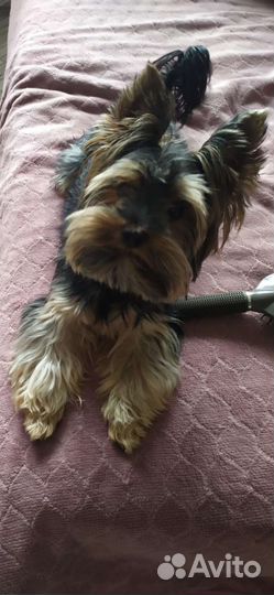 Йоркширский терьер мини, вязка