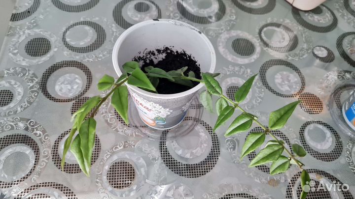 Комнатные цветы отростки