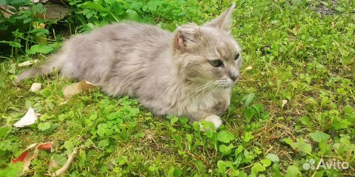 Кошечка в добрые руки