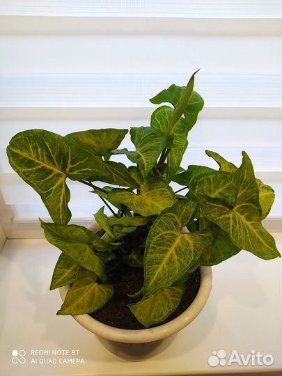 Комнатные растения цветы