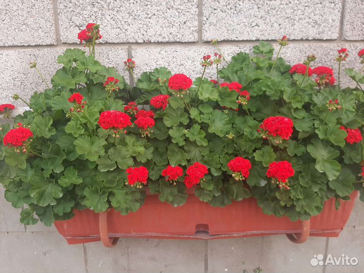 Пеларгония герань