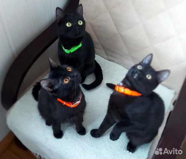 Мини-котики, девочки и мальчик, 7 мес, в дар