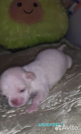 Мальчики мини, длинношёрстные, редкие окрасы