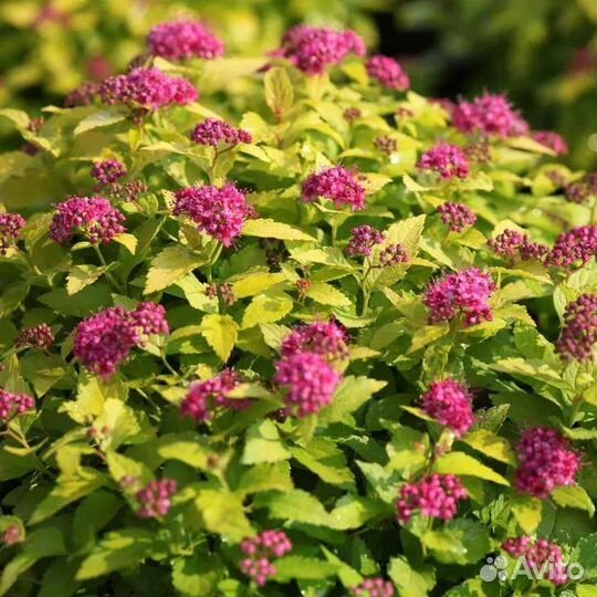 Декоративные кустарники