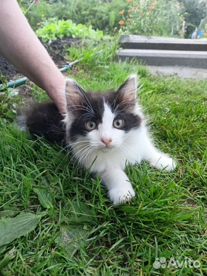 Котята мальчики