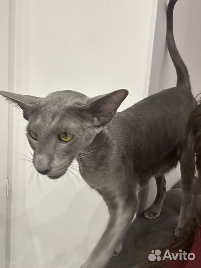 Кошка на сьемку рекламы