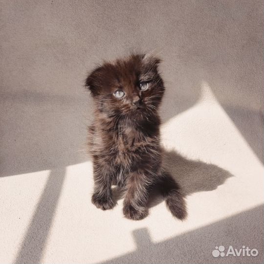 Вислоухая кошечка