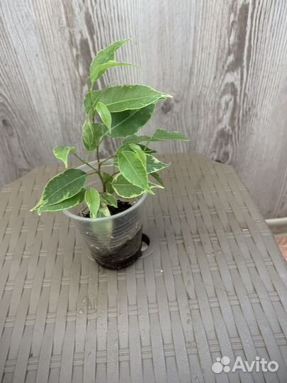 Фикус бенджамина Кинки