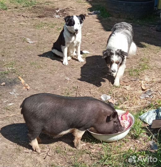 Вьетнамские свиньи. Кабанчик. Хряк племенной