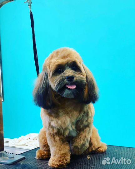 Груминг собак и кошек с выездом