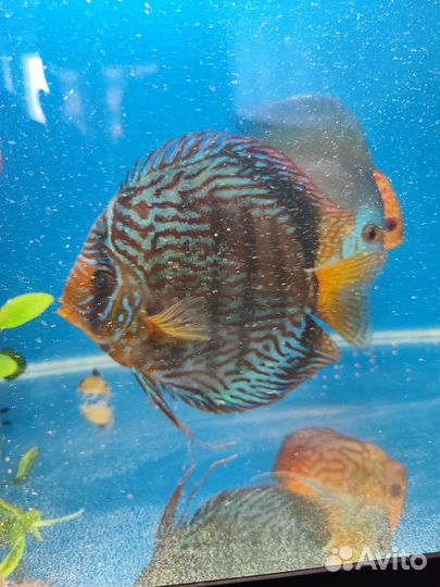 Рыбки Дискусы