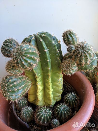 Echinopsis Multiplex детки - шишки кактуса