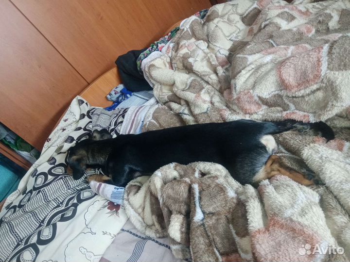 Такса бесплатно