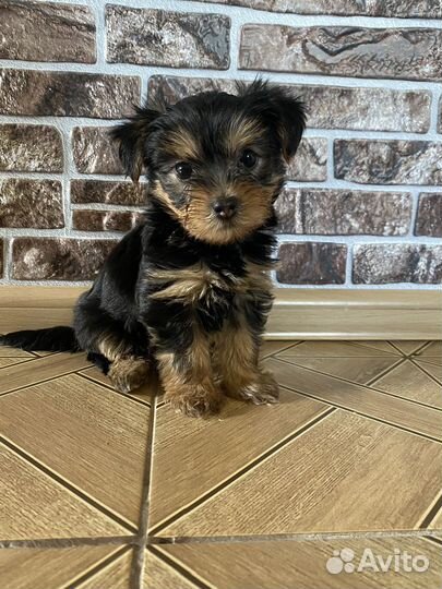 Йоркширский терьер щенки