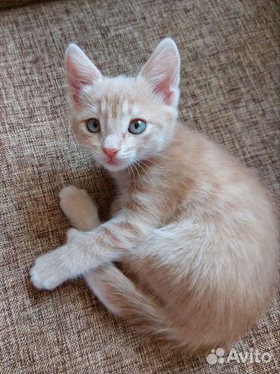 Котенок мальчик в добрые руки