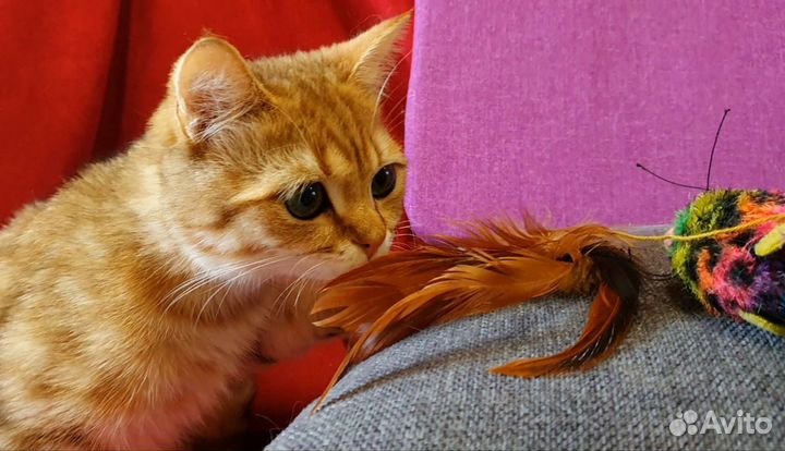 Супер котик манчкин лонг