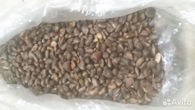 Материал для поделок (кедровые орешки)
